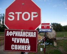 Африканська чума свиней спалахнула на Черкащині