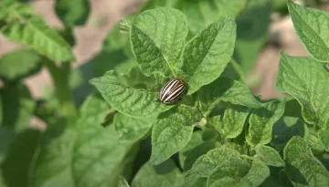Колорадські жуки. Фото: Youtube