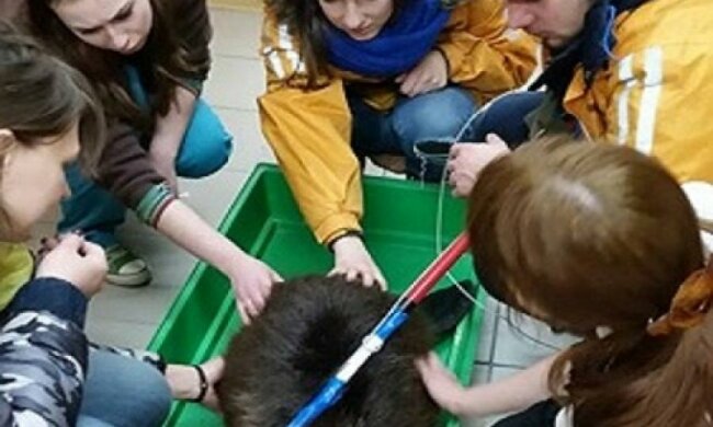 Активісти врятували з капкана бобра