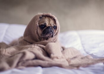 щенок, фото Pxhere