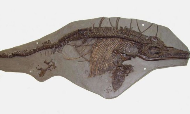 Ученые обнаружили уникальный скелет