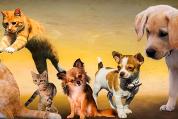 Котики та собачки / фото: Pixabay