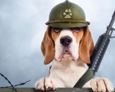 У США пес мало не пристрелив дівчину господаря