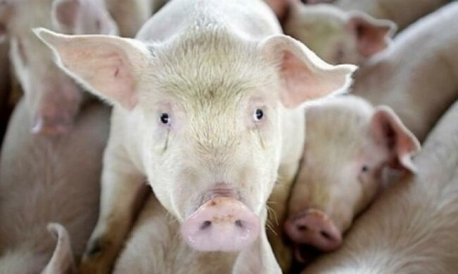 Під Києвом згоріло більше сотні свійських тварин