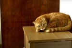 Кот, скриншот из видео