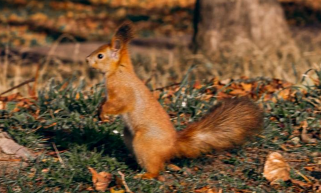 Білка, осінь, фото із соцмереж