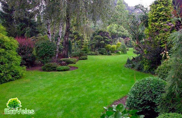 Популярні хвойні дерева та кущі – зроби свій сад окрасою будинку!