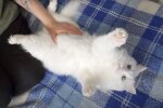 Котик, скріншот: Youtube