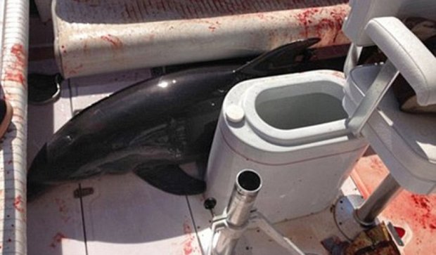 У США дельфін застрибнув на катер і поламав ноги хазяйці (фото)