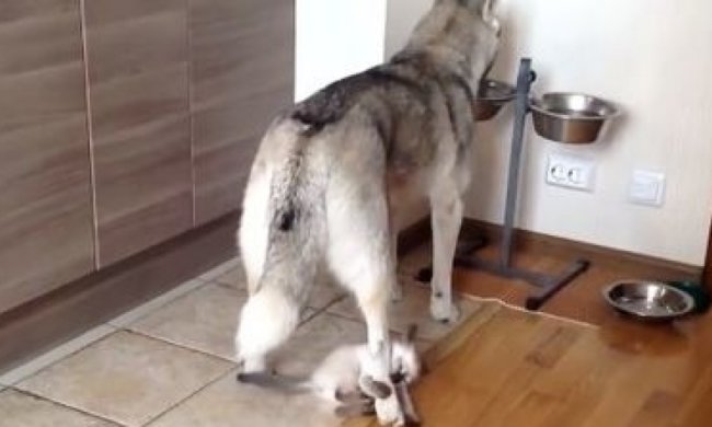 Витівка агресивного кота шокувала користувачів Facebook