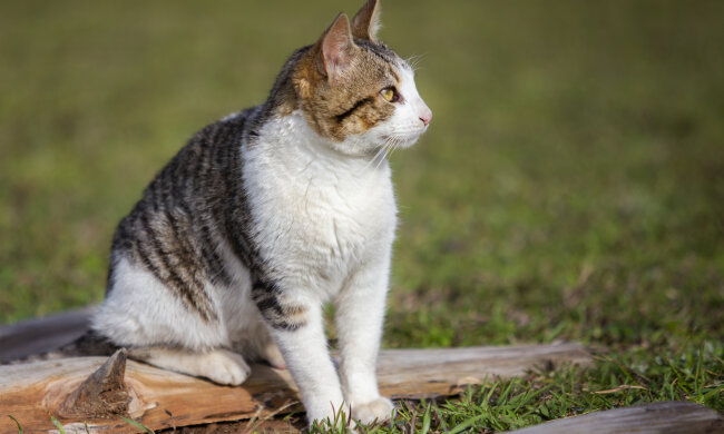 кішка, фото pxhere