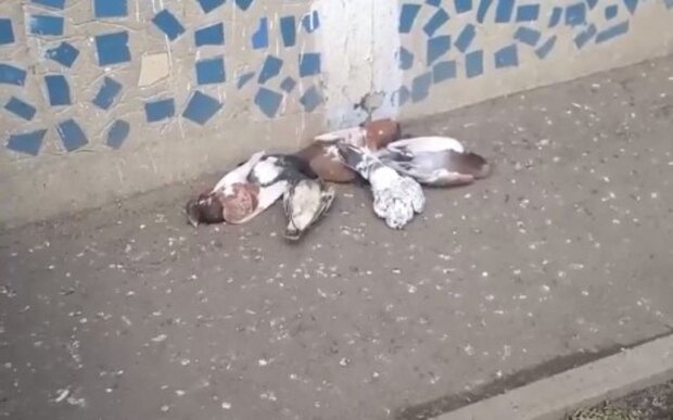 Отруєні голуби. Фото: Telegram