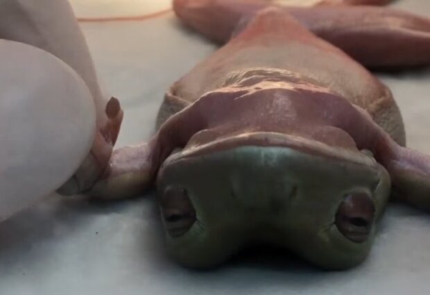 Прооперированная лягушка, кадр из видео
