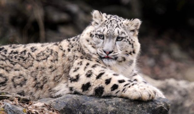 Животные загадочно погибают в зоопарке Николаева