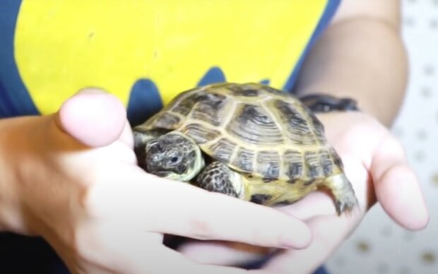 Черепаха. Фото: скриншот youtube