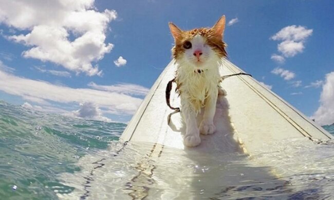 На Гавайях появился одноглазый кот-серфингист (фото, видео)