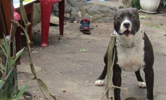 Собака. Фото: Telegram