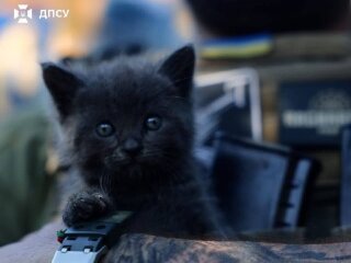 Кот в блиндаже пограничников бригады Гарт