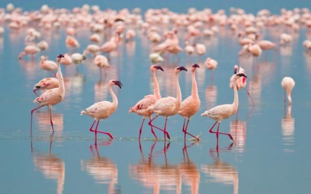 Фламинго покорил сеть милыми ботиночками