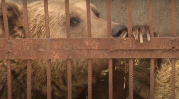 Медведь, скриншот из видео