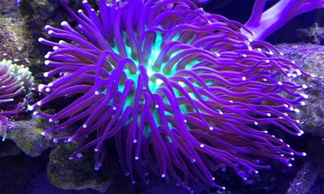 Учені показали, як людство вбиває корали (ВІДЕО)