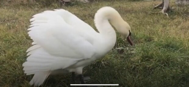 Лебедь, фото: скриншот из видео