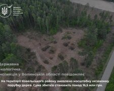 незаконна вирубка дерев