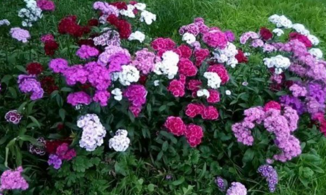 Садовая гвоздика, изображение из свободных источников