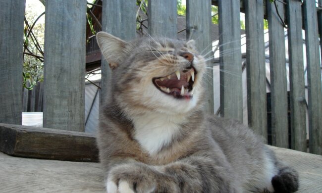 Найкращі меми на 6 вересня: запальні танці Джокера і момент, коли все встає на свої місця