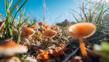Грибы, изображение из свободных источников