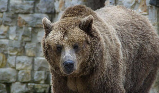 У Росії ведмідь вбив чоловіка