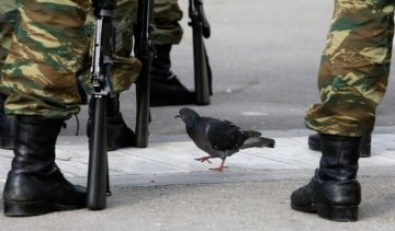 Поліція Індії заарештувала голуба-кур'єра