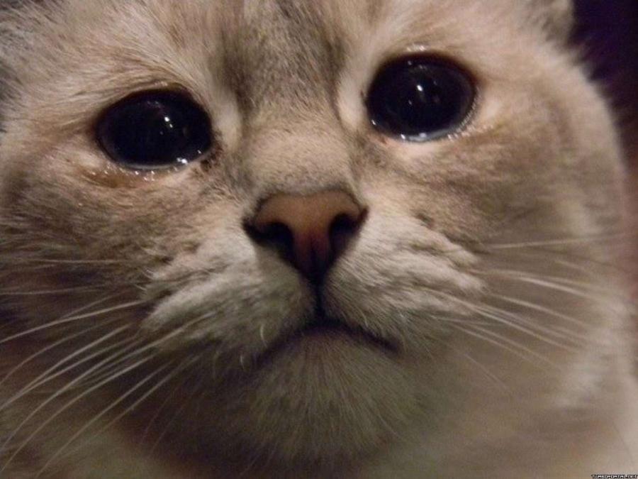 картинка котенок со слезами рынках интересно видеть