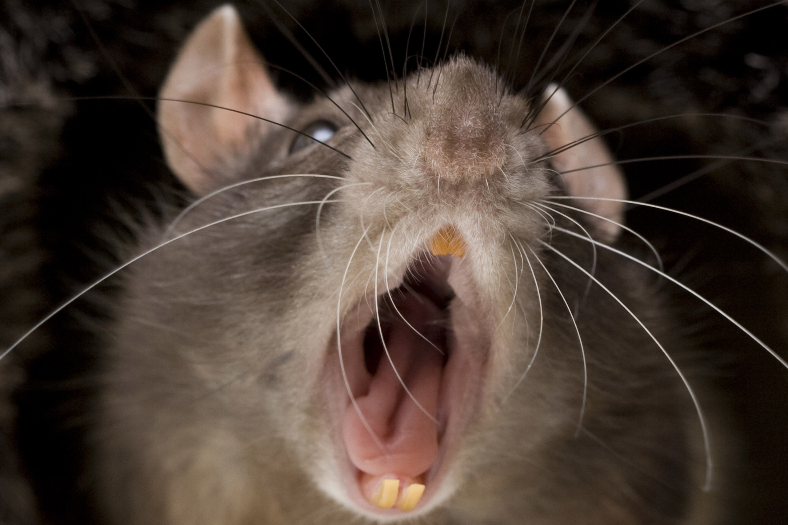 Укус мышей сон. Морда крысы.