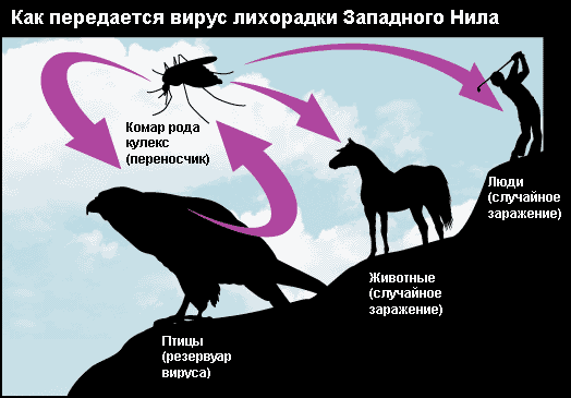 Лихорадка Западного Нила