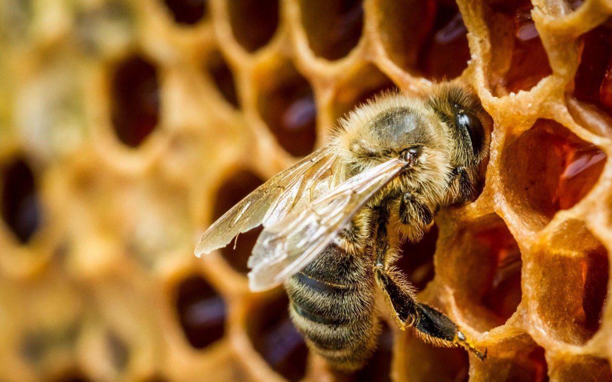 Calaméo - Тонкости пчеловодства для фермера
