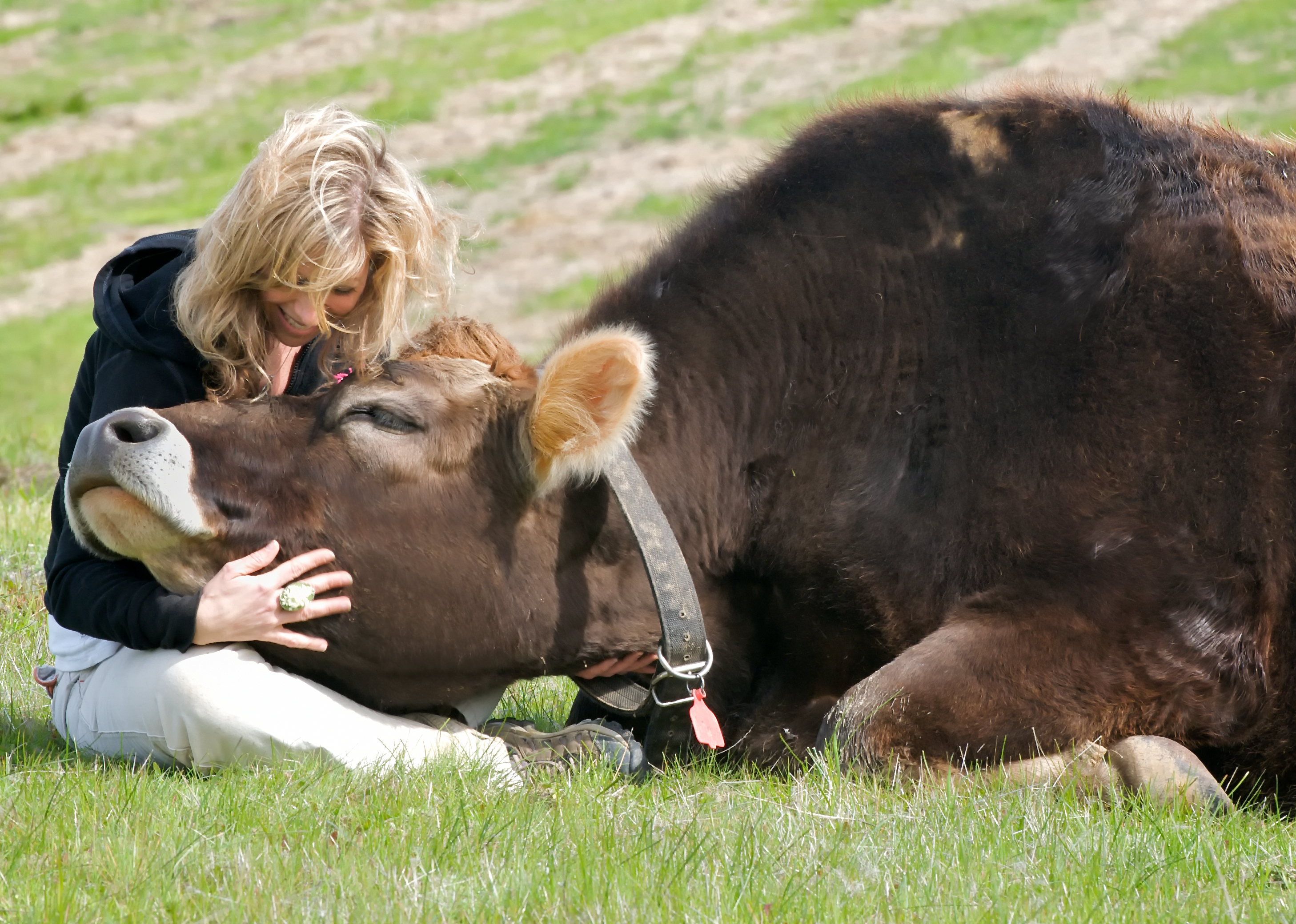 Женщина любит животных. Обнимает корову. Девушка обнимает корову. Люди и животные. Корова и человек.