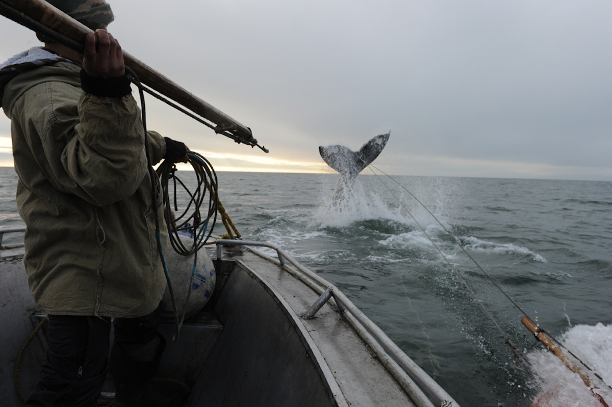 Ловлю китов