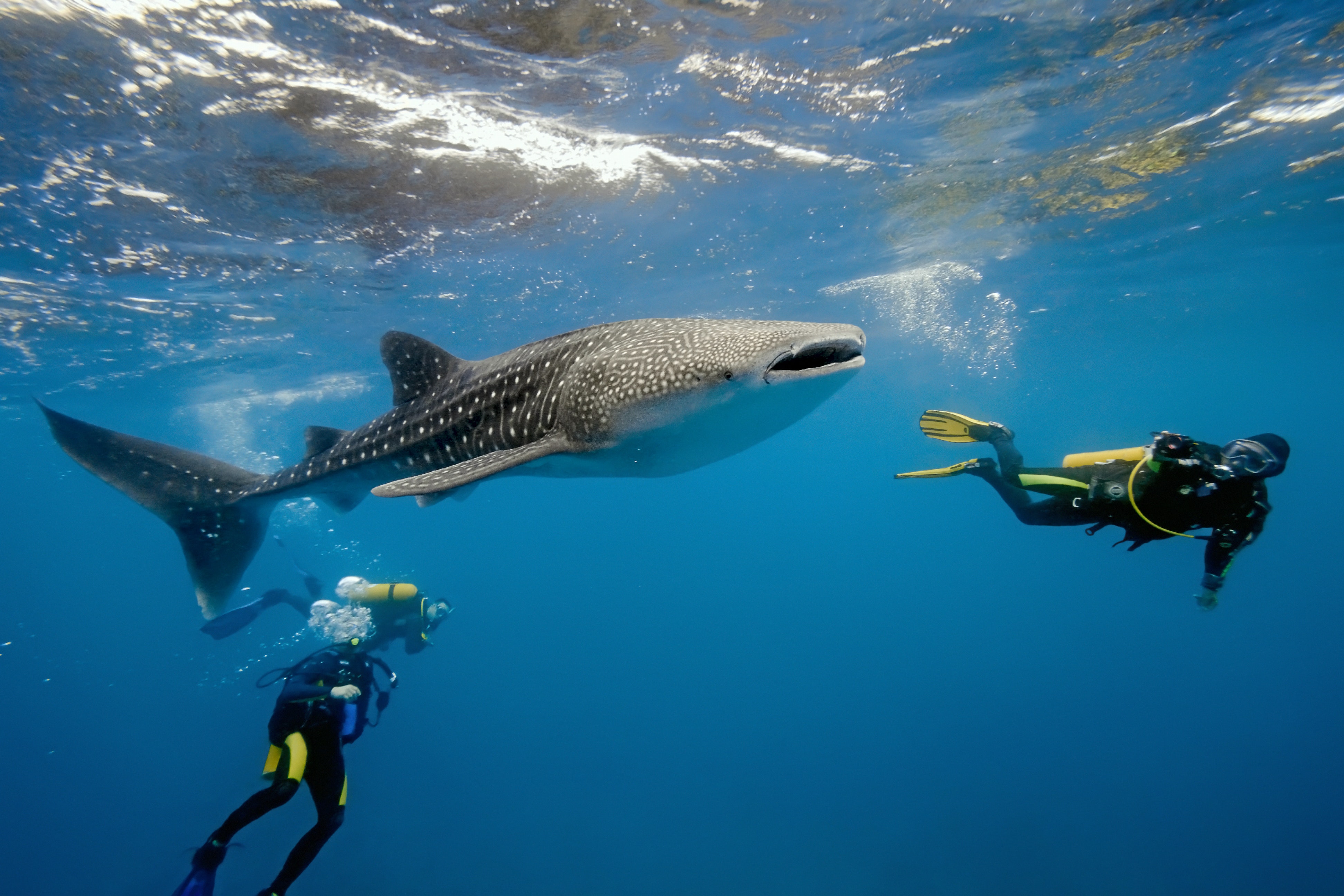 Дайвинг 10 метров. Ослоб китовые акулы. Снорклинг с китовыми акулами на Мальдивах. Китовая акула на Мальдивах. Дайвинг с китовыми акулами на Мальдивах.