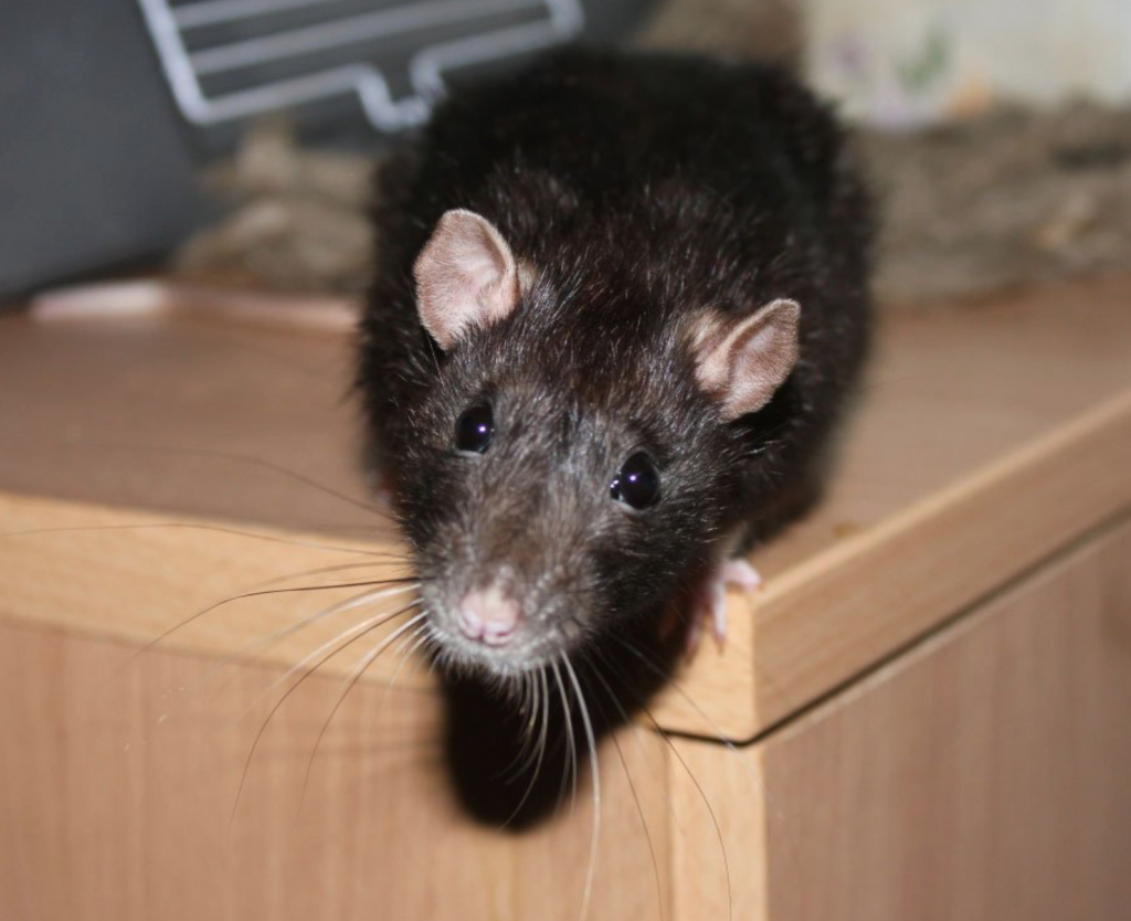 Гуманные способы поймать мышь в квартире и доме