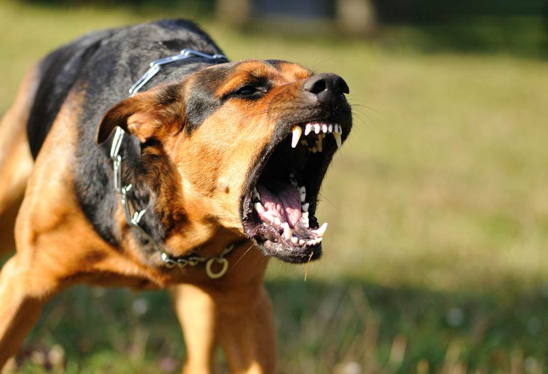 AQxVYIe4luCboYTQBEPXS9yPKodMCB5cySPGPyjN - Россиян предложили штрафовать за выгул опасных собак без намордника