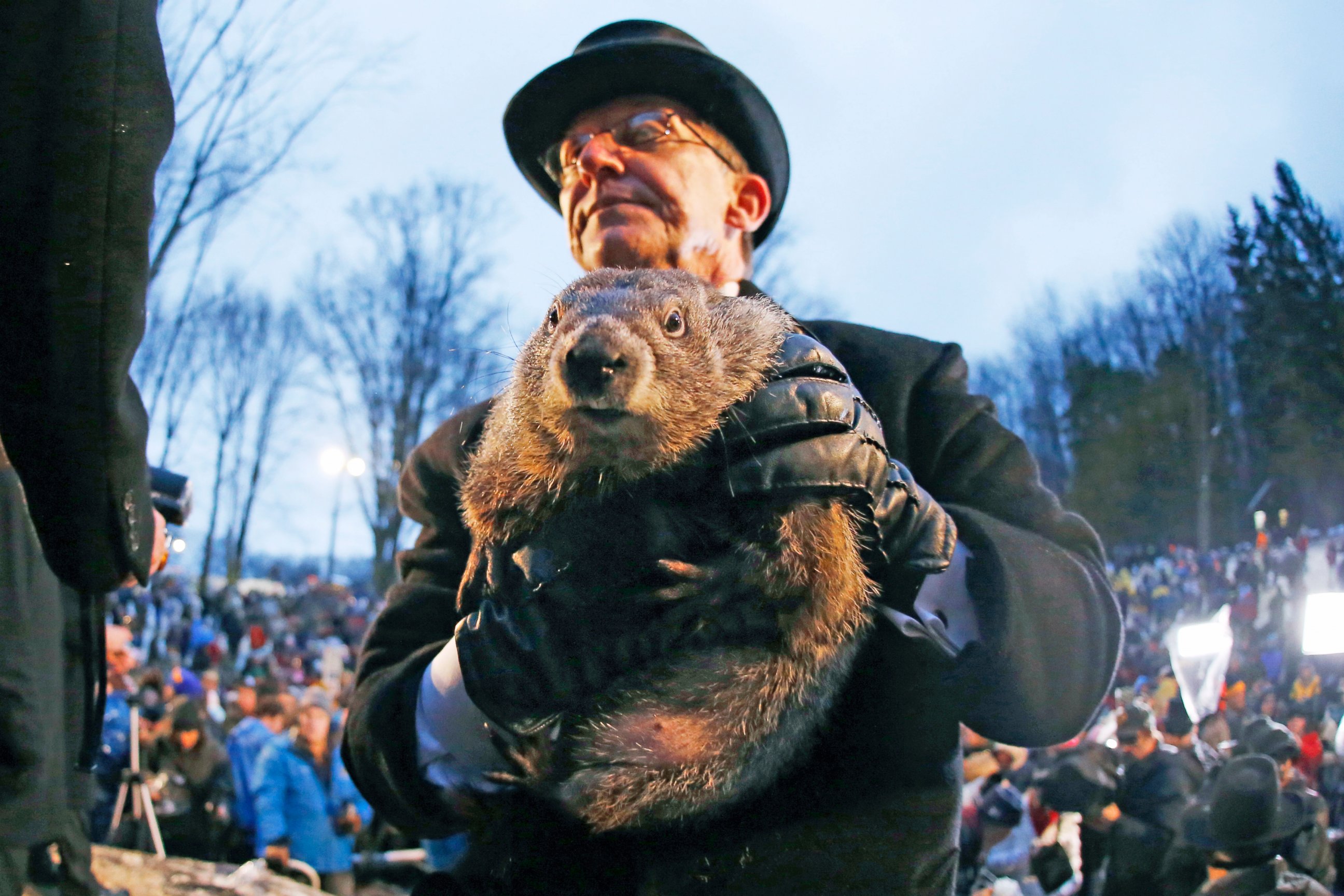 Сурок 15. Панксатони Фил день сурка. Сурок Фил из Панксатони. День сурка (Groundhog Day). Сурок Фил 2022.