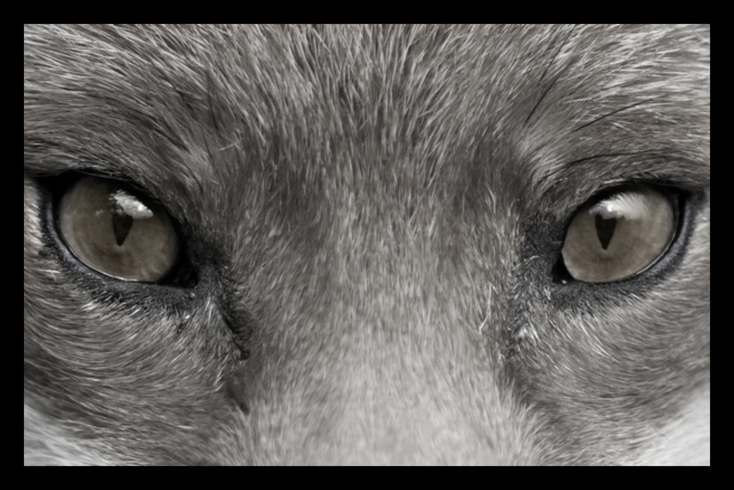 Какие глаза у зверей. Глаза животных. Глаза лисы. Необычные глаза животных. Глаза зверя.