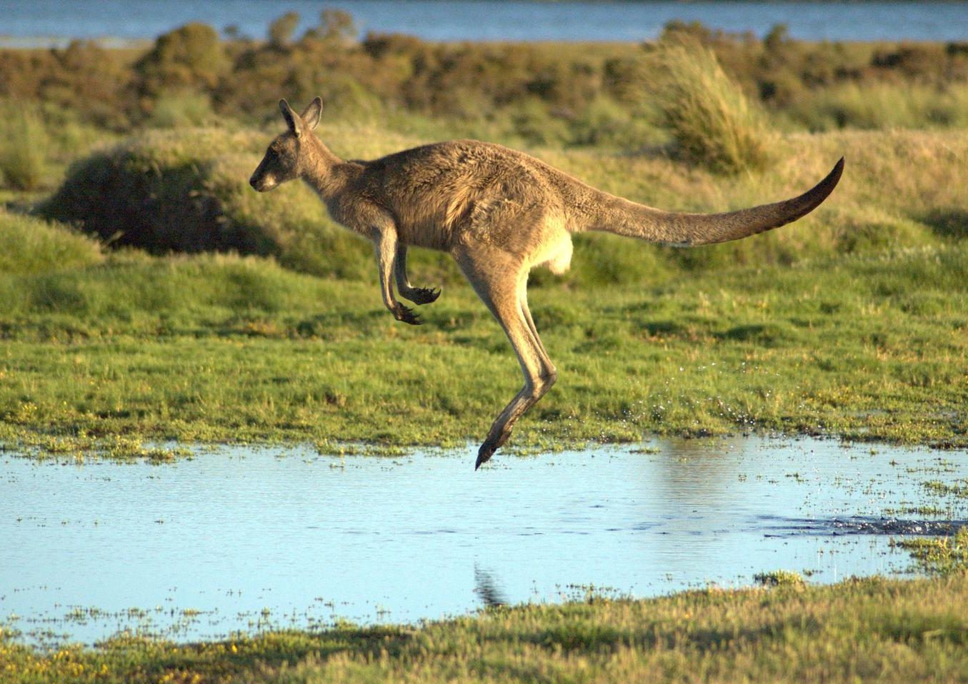 Wild scenes of australia — pic 10