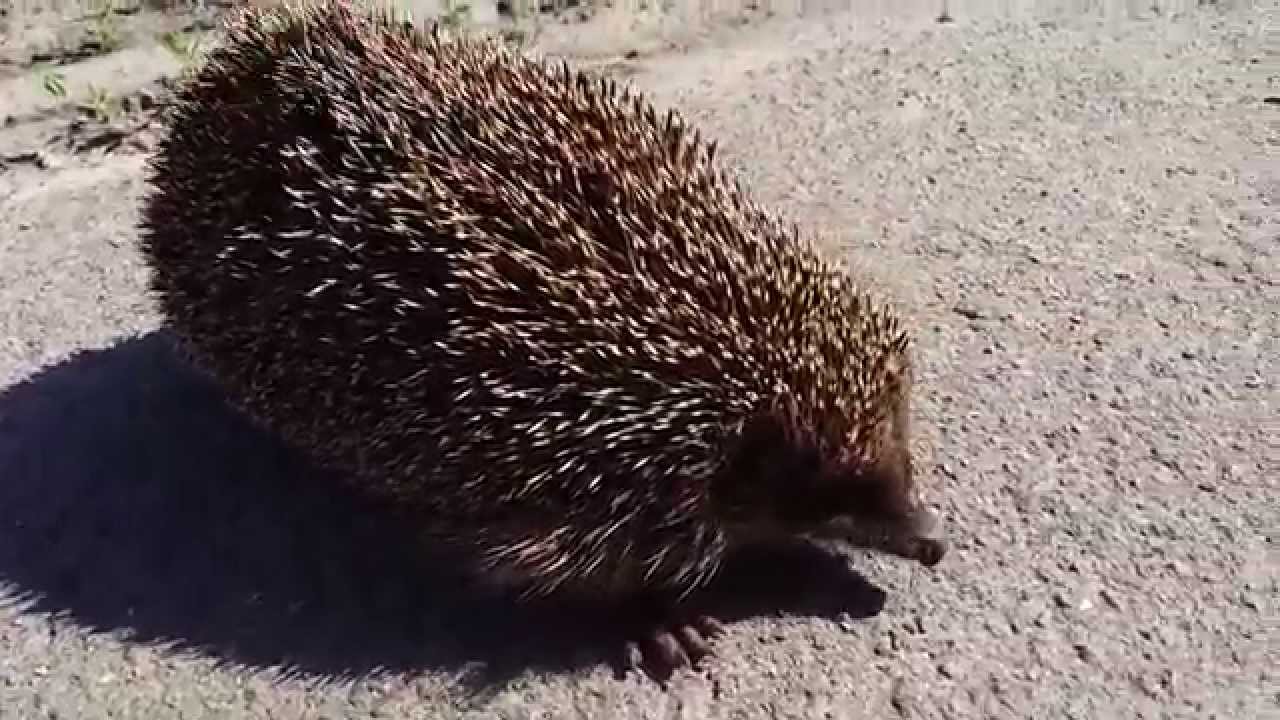 большой ежик. огромный ежик. гигантский ежик. самые большие ежики в мире. самый крупный еж.