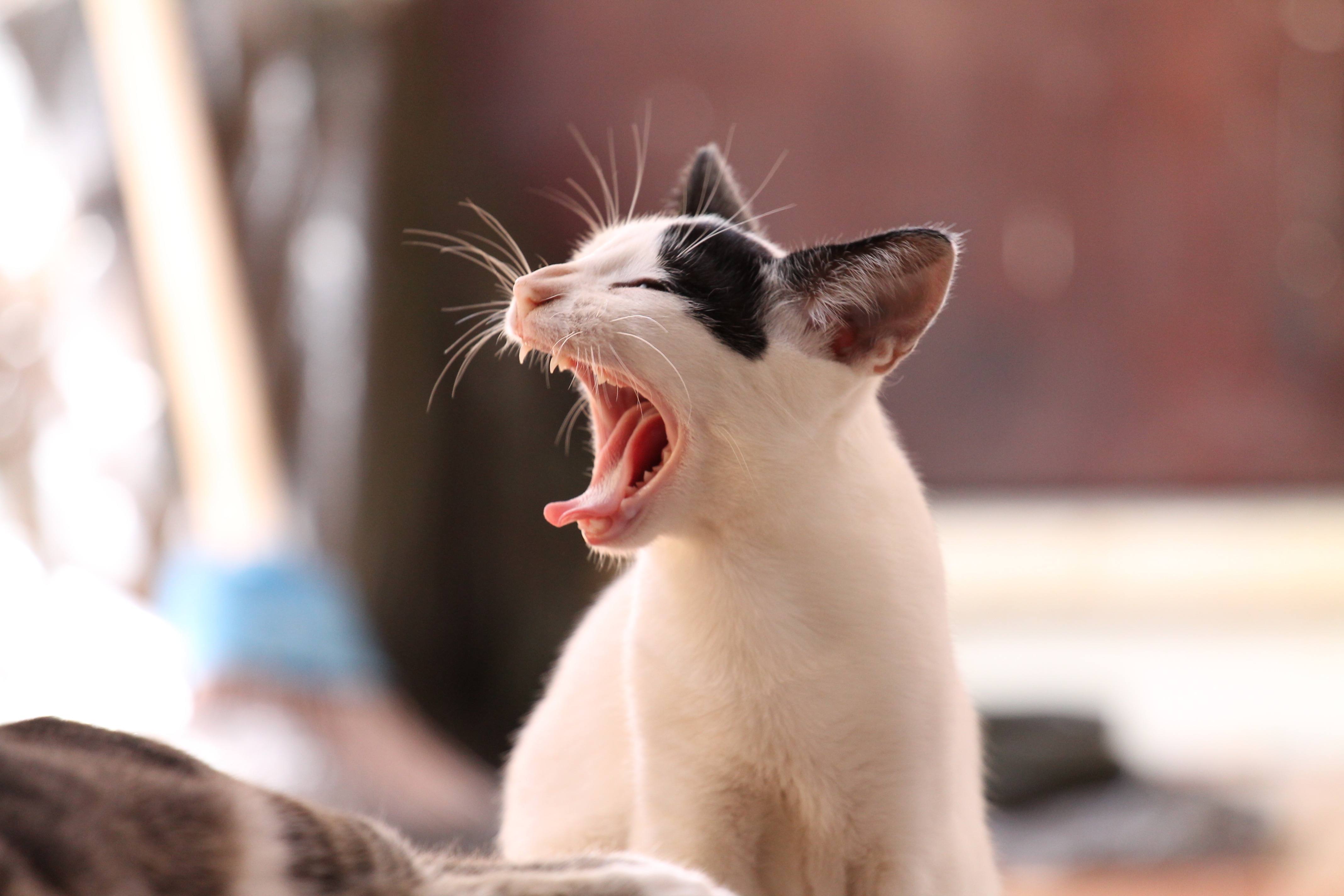 Chat Een