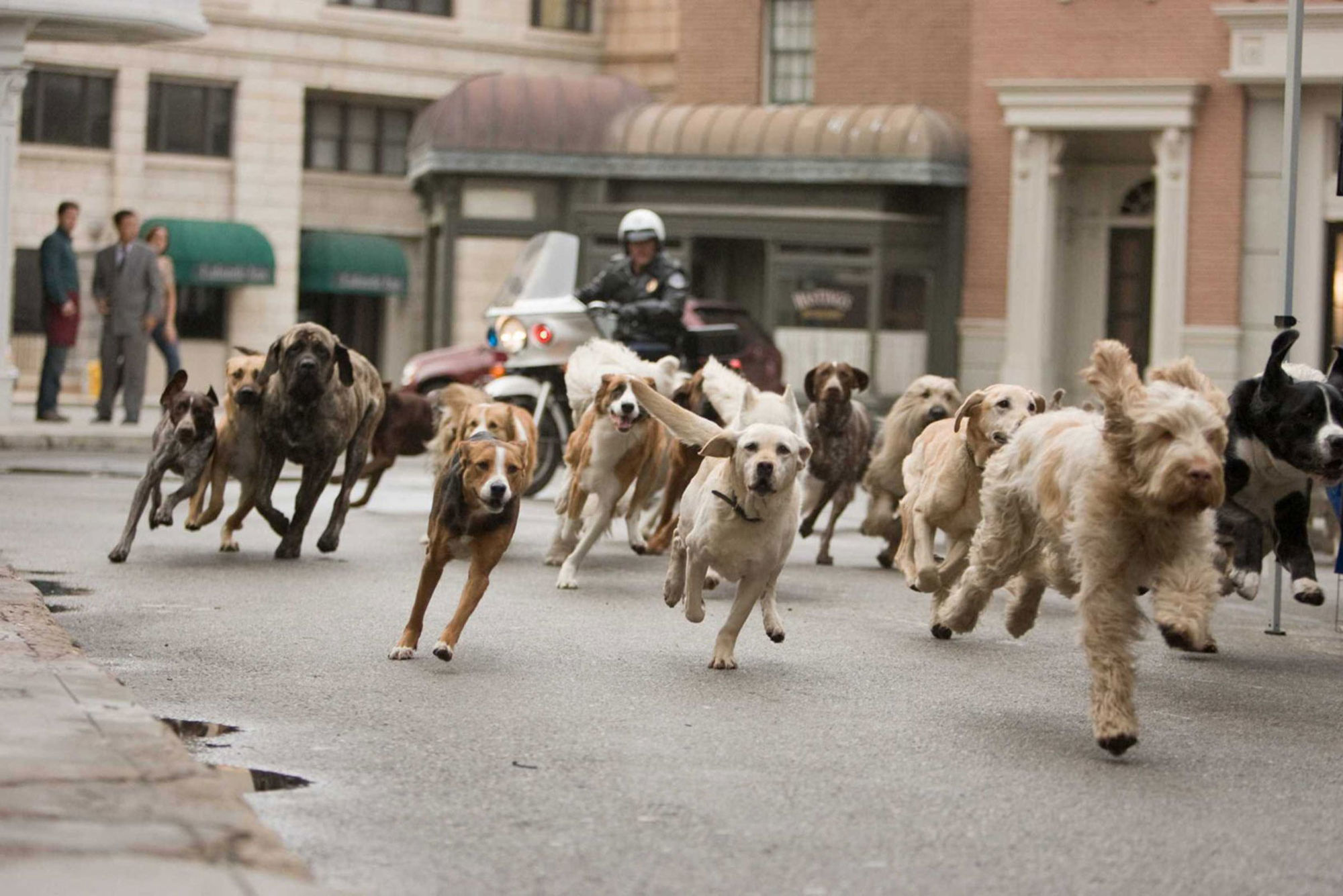 Many dogs. Толпа собак. Свора собак. Стая собак.