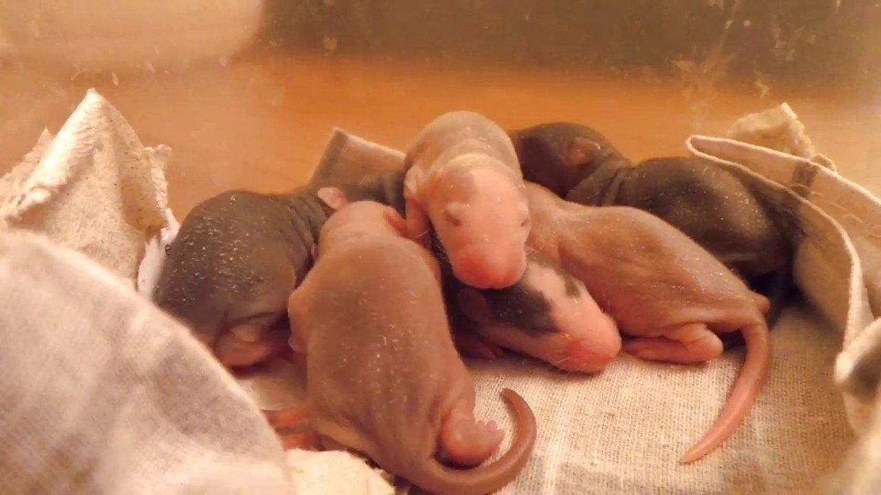 Крысы дамбо детеныши. Через сколько родит крыса. Через сколько родит крыса. Через сколько родит крыса. Маленькие крысята новорожденные.