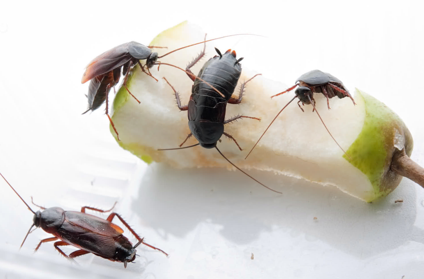 Как тараканы попадают в жилье