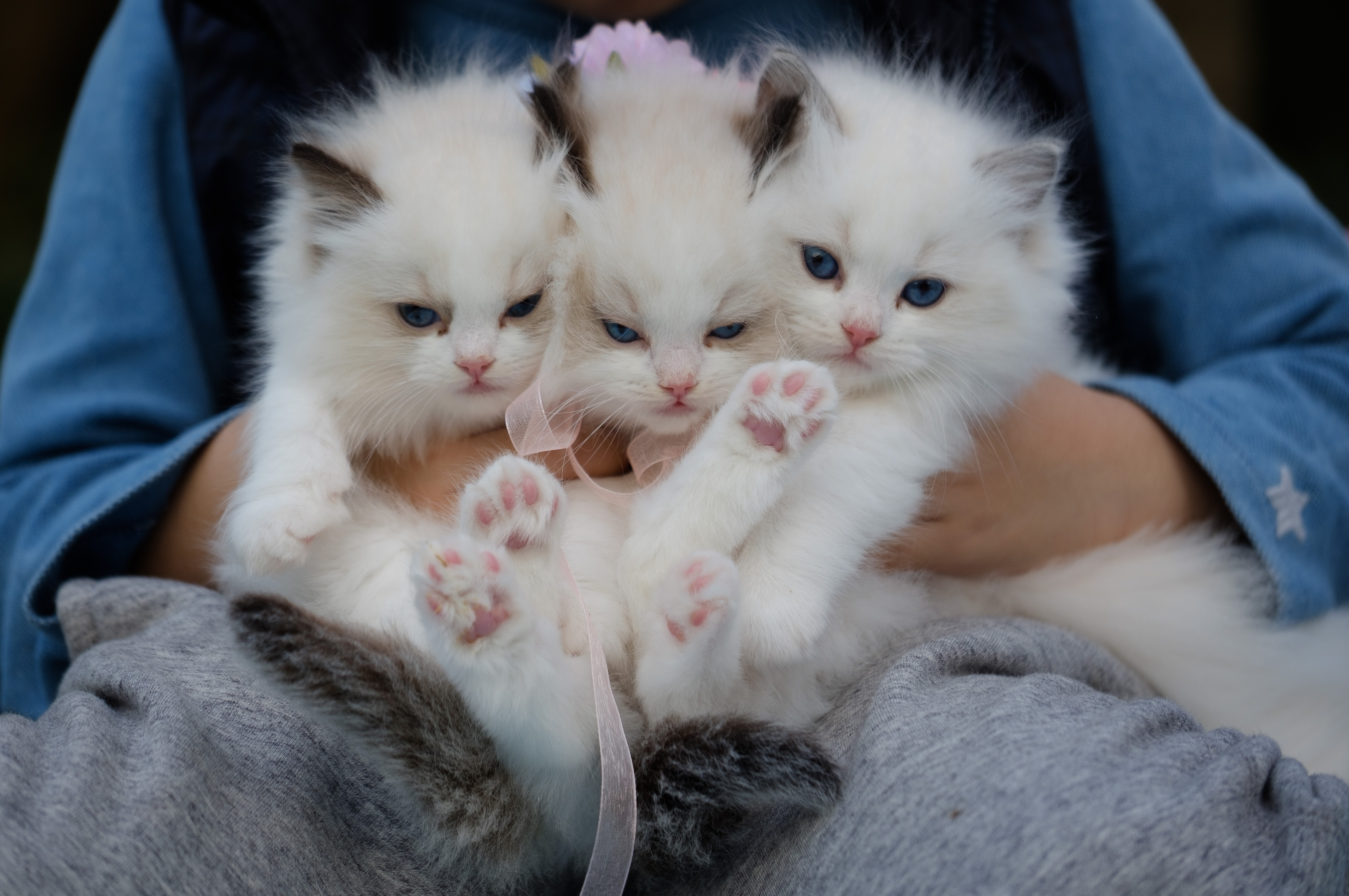 К чему снится кошка женщине замужней ласковая. Красивые котята. Маленькие котята пушистые. Котята милые и пушистые. Белый пушистый котенок.